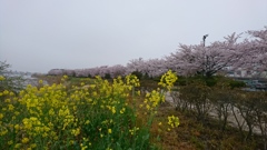 城沼にて