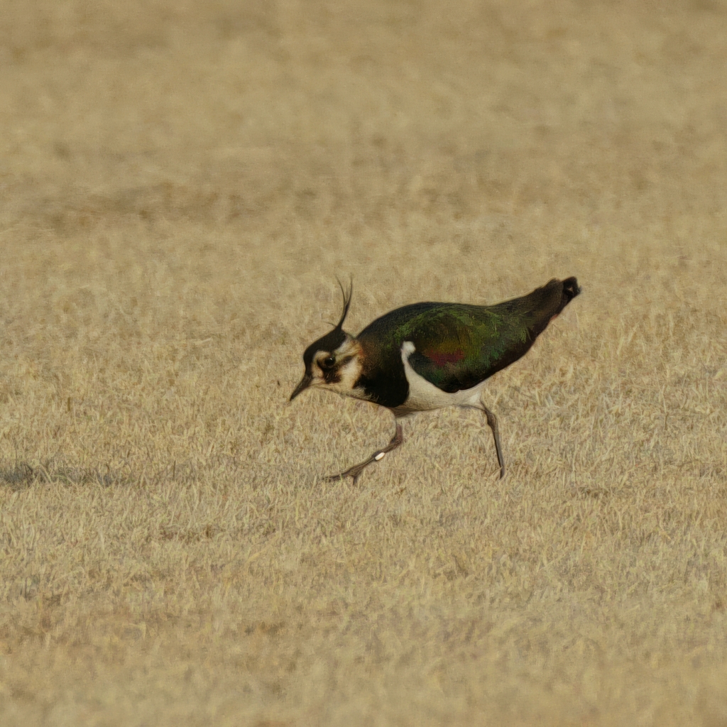足環を着けたタゲリ