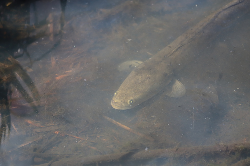 池には雷魚