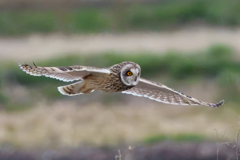 今シーズンは終わりかな？