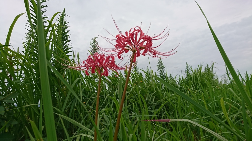 堤防の彼岸花③