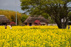 古民家と菜の花