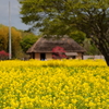 古民家と菜の花