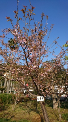春本番