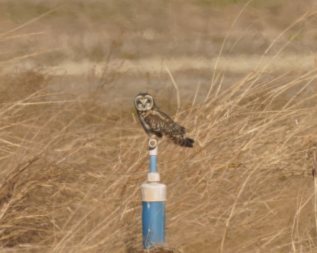 やっと会えたコミミズク