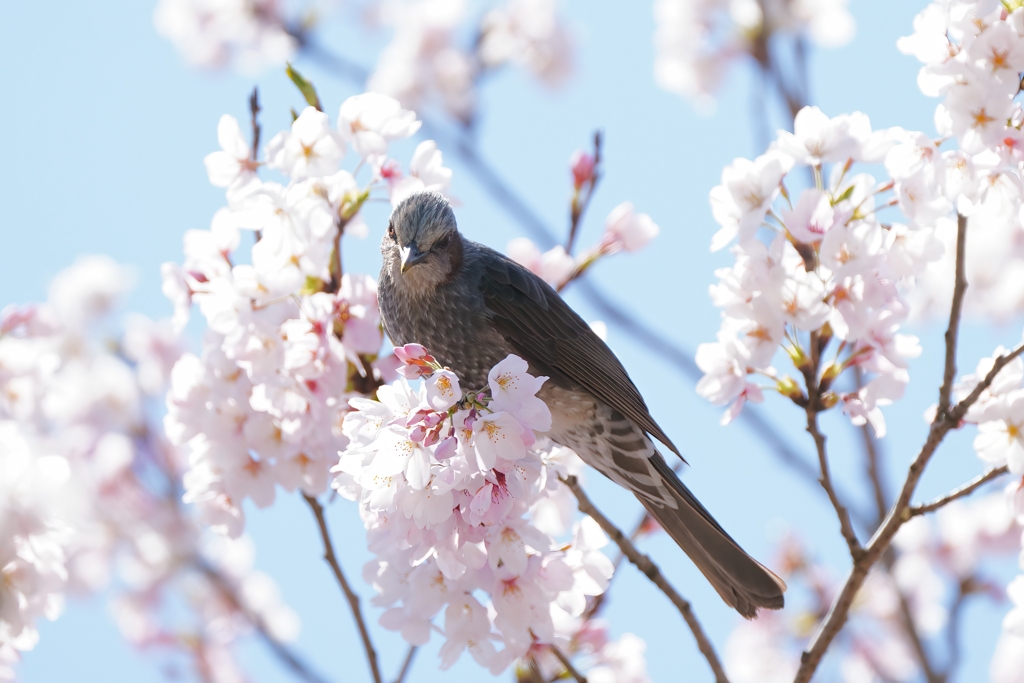 桜にヒヨドリ②