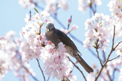 桜にヒヨドリ②