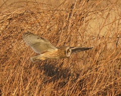 コミミズクの舞⑥