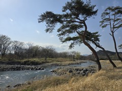 川の松