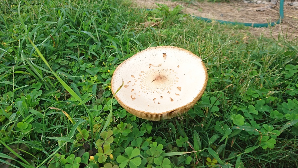 秋の味覚？