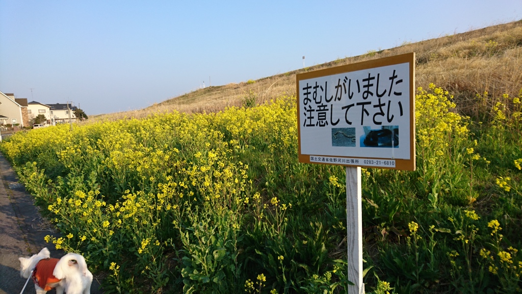 目撃したことはありません