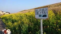 目撃したことはありません