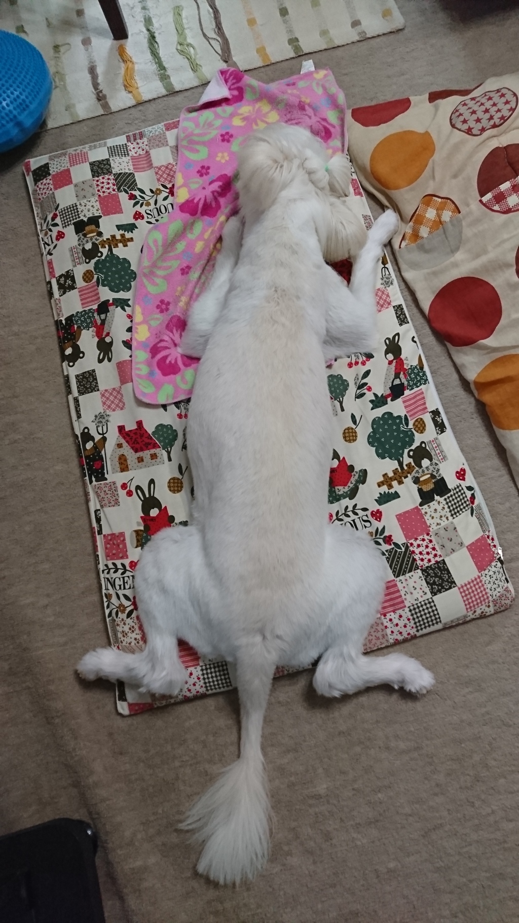 でっかいなあ・・・