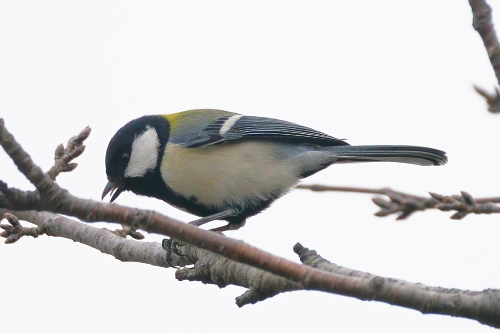シジュウカラ