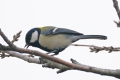 シジュウカラ