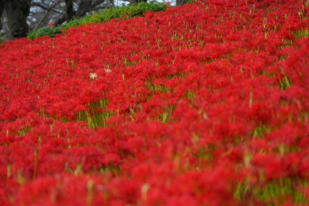 深紅の土手①