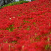深紅の土手①