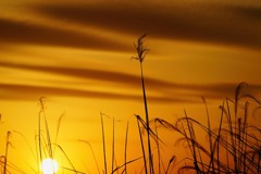 チュウヒを照らしていた夕焼け