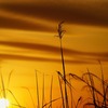 チュウヒを照らしていた夕焼け