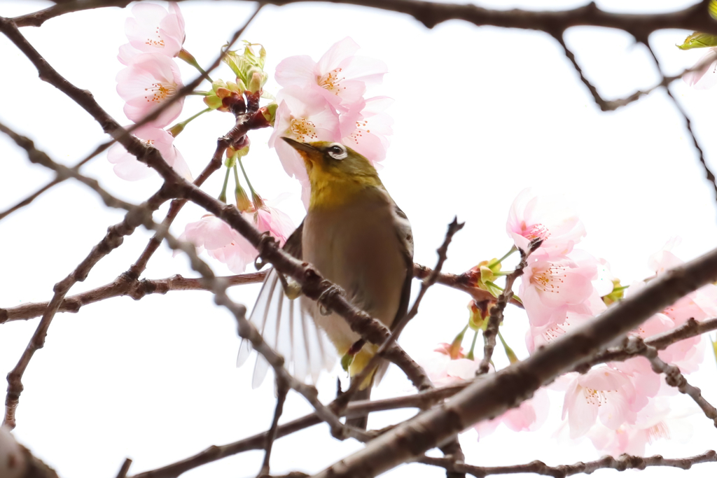 ご近所メジロ祭り①