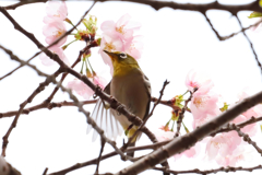 ご近所メジロ祭り①