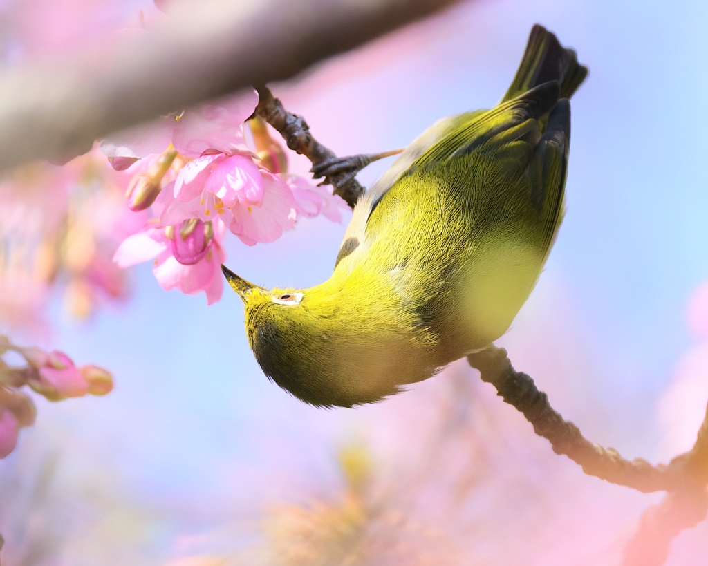 サクジロー⑤