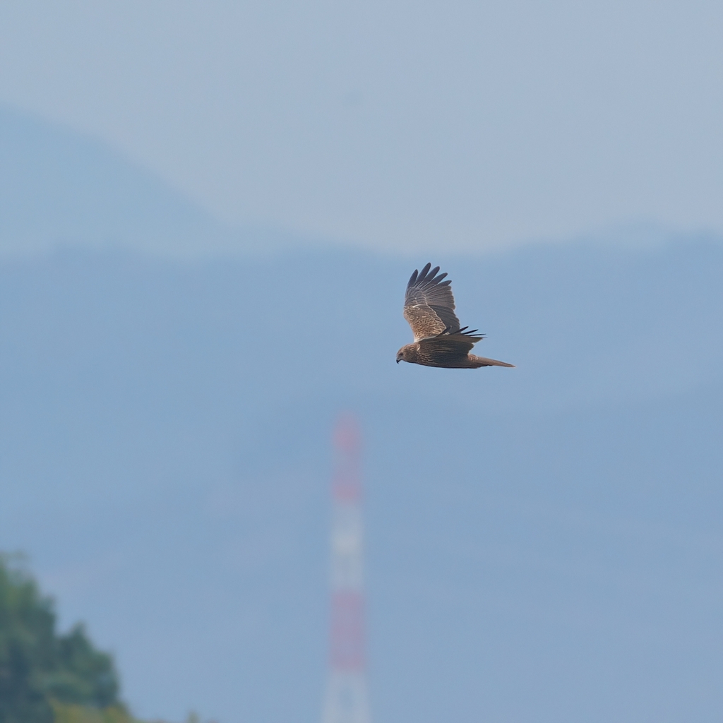 遠くのチュウヒ