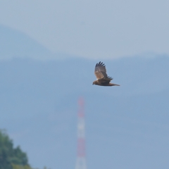 遠くのチュウヒ