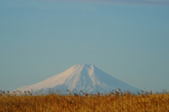 枯野と富士山