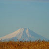 枯野と富士山