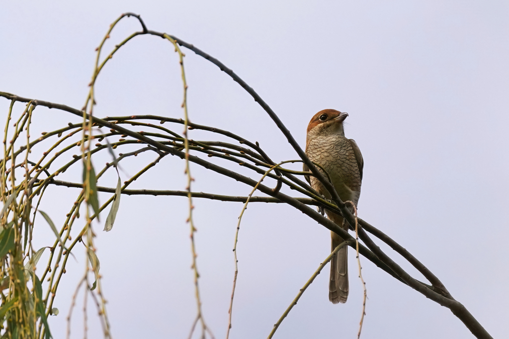 高鳴きに誘われて