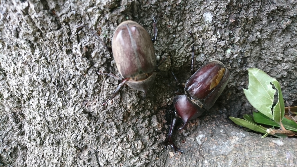 今朝のカブトムシ