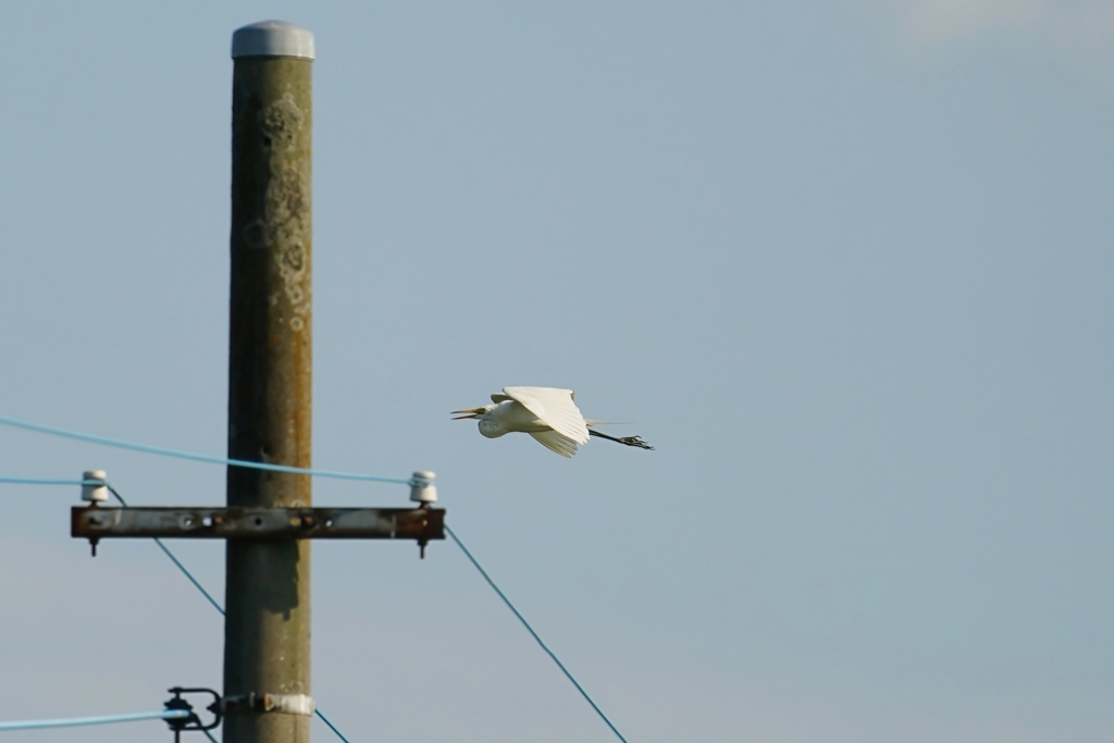 トラッキングAFテスト