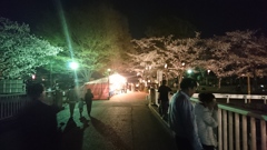 夜桜見物