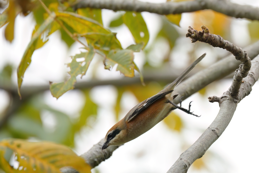 やっぱりモズ⑤