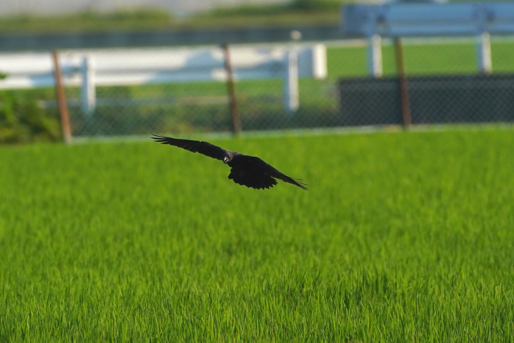 かっこいいカラス