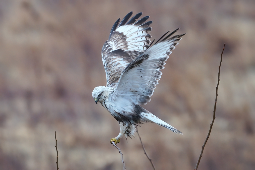 ケアシノスリとの遭遇④