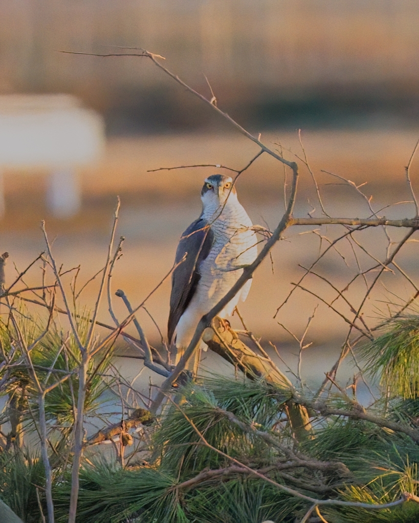 一富士二鷹・・・