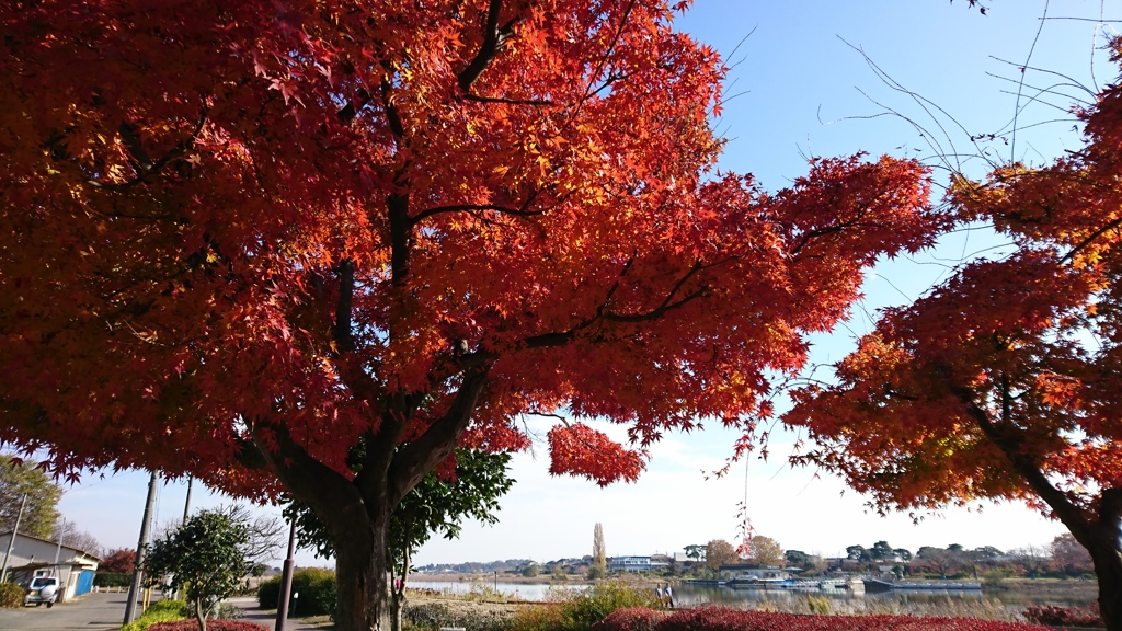 小春日和の城沼