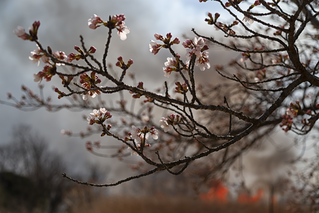 煤まみれのお花見