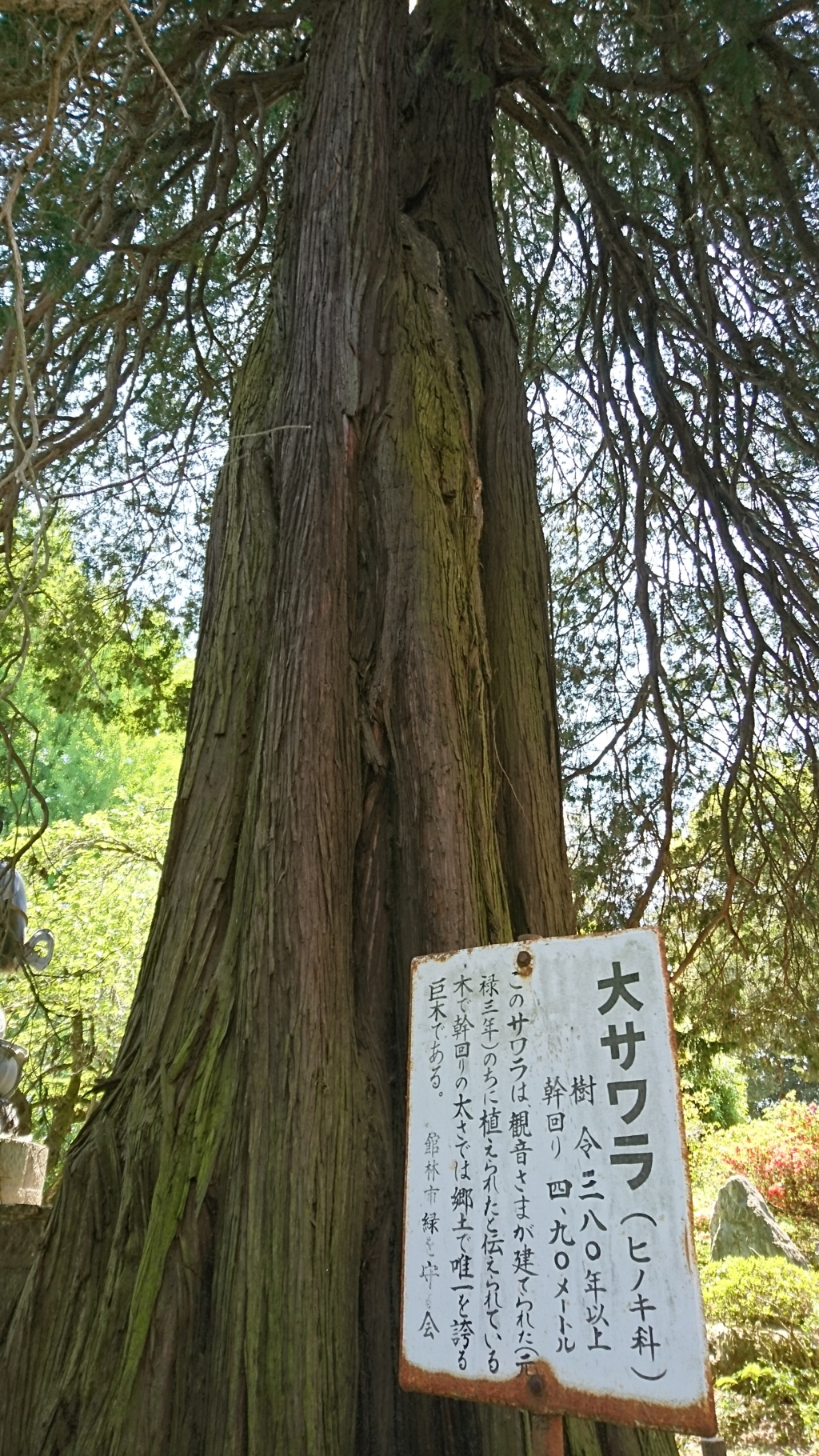 茂林寺の巨木