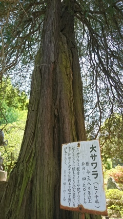 茂林寺の巨木