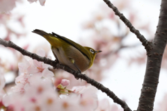 近くで撮れるのが一番
