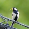 尺取り虫とシジュウカラ