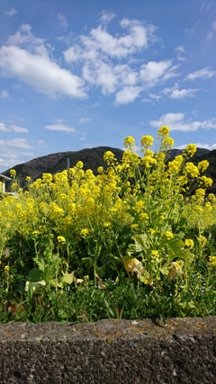 田んぼをつかった花畑
