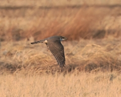 低空を飛翔するオオタカ