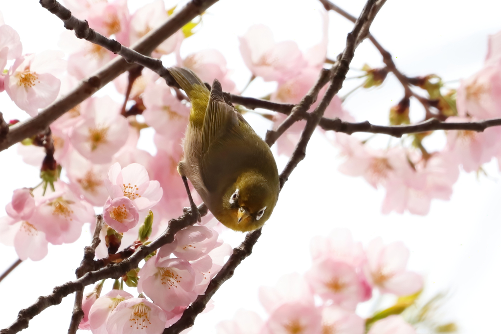 ご近所メジロ祭り④
