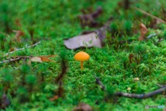 苔のなか。