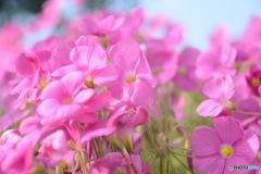 なんて花？