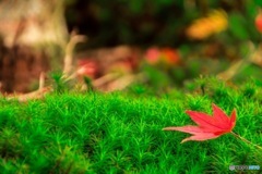 苔の上で…